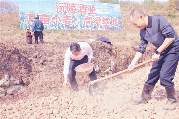 2022-2023年沅陵酒業&華隆農業小麥、高粱基地播種小麥.